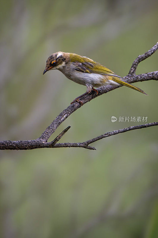 白色naped蜜食者(Melithreptus lunatus)